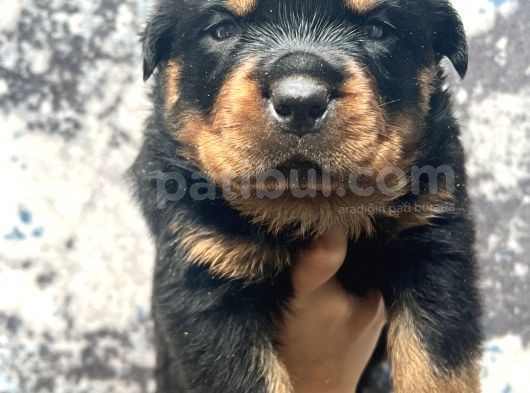 Görenlere Dudak Isırtacak Rottweiler Yavrular görsel