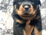 Görenlere Dudak Isırtacak Rottweiler Yavrular