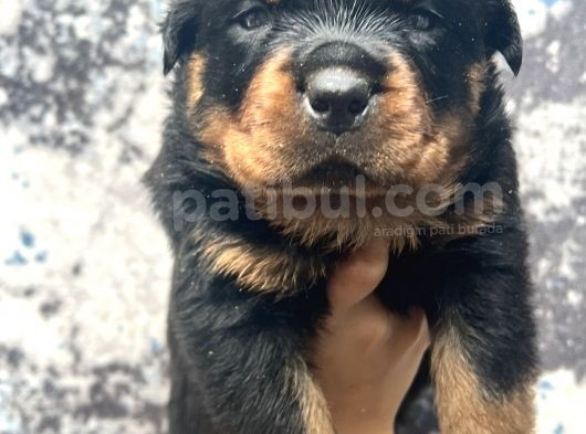 Görenlere Dudak Isırtacak Rottweiler Yavrular görsel
