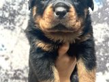 Görenlere Dudak Isırtacak Rottweiler Yavrular