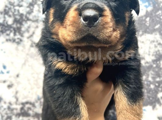 Görenlere Dudak Isırtacak Rottweiler Yavrular görsel