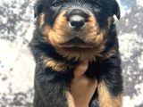 Görenlere Dudak Isırtacak Rottweiler Yavrular