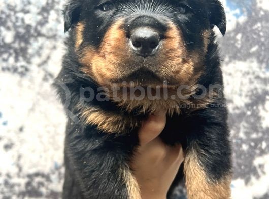 Görenlere Dudak Isırtacak Rottweiler Yavrular görsel