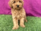 0 numara erkek toy poodle yavrumuz