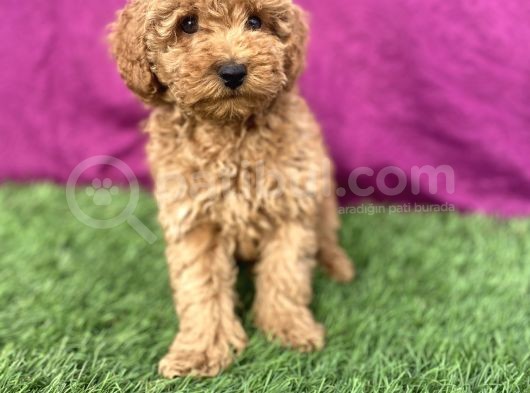 0 Numara Erkek Toy Poodle Yavrumuz