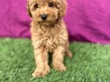 0 Numara Erkek Toy Poodle Yavrumuz