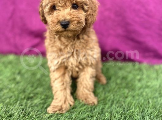 0 Numara Erkek Toy Poodle Yavrumuz görsel