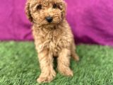0 Numara Erkek Toy Poodle Yavrumuz