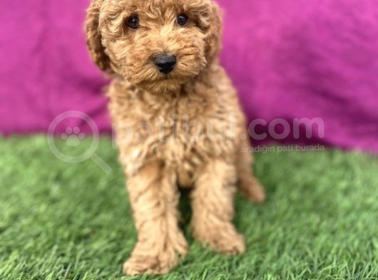 0 Numara Erkek Toy Poodle Yavrumuz görsel