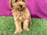0 Numara Erkek Toy Poodle Yavrumuz