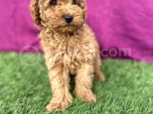 0 Numara Erkek Toy Poodle Yavrumuz görsel