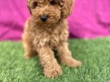 0 Numara Erkek Toy Poodle Yavrumuz
