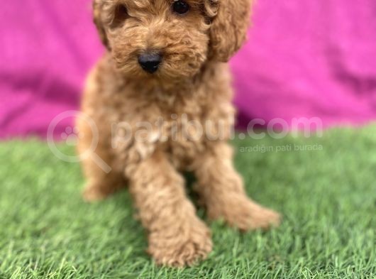 0 Numara Erkek Toy Poodle Yavrumuz görsel