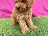 0 Numara Erkek Toy Poodle Yavrumuz