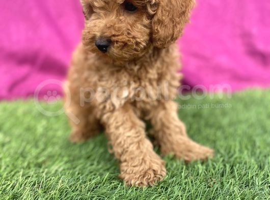 0 Numara Erkek Toy Poodle Yavrumuz görsel