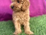 0 Numara Erkek Toy Poodle Yavrumuz