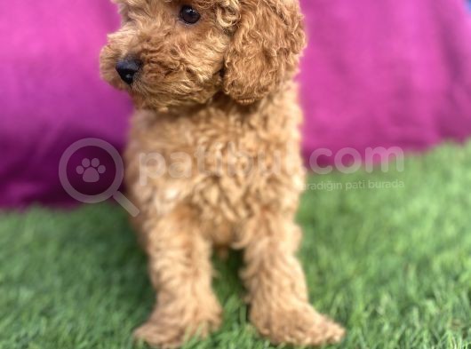 0 Numara Erkek Toy Poodle Yavrumuz görsel