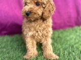 0 Numara Erkek Toy Poodle Yavrumuz