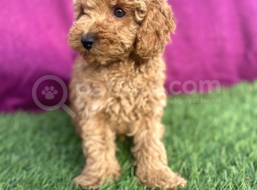 0 Numara Erkek Toy Poodle Yavrumuz görsel