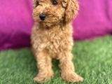 0 Numara Erkek Toy Poodle Yavrumuz