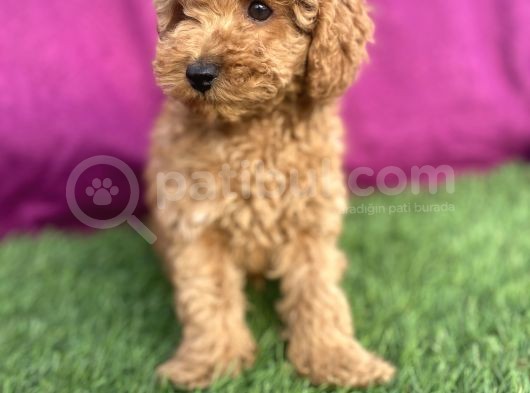 0 Numara Erkek Toy Poodle Yavrumuz görsel