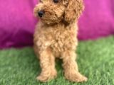 0 Numara Erkek Toy Poodle Yavrumuz
