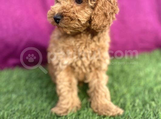 0 Numara Erkek Toy Poodle Yavrumuz görsel