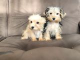 0 Numr Morkie Bebeklerimiz