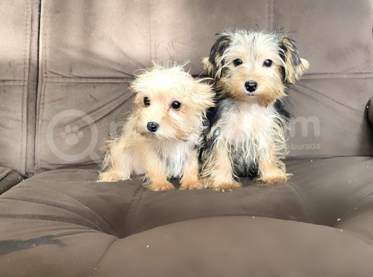0 Numr Morkie Bebeklerimiz görsel