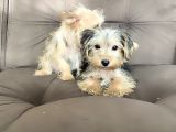 0 Numr Morkie Bebeklerimiz