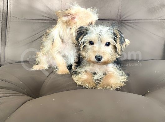 0 Numr Morkie Bebeklerimiz görsel