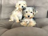 0 Numr Morkie Bebeklerimiz