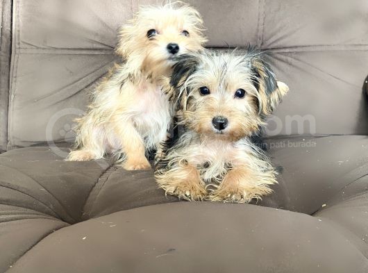 0 Numr Morkie Bebeklerimiz görsel