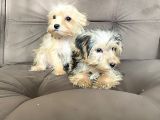 0 Numr Morkie Bebeklerimiz