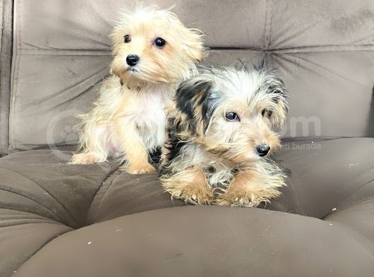 0 Numr Morkie Bebeklerimiz görsel