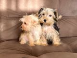 0 Numr Morkie Bebeklerimiz