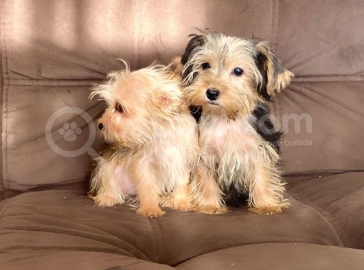 0 Numr Morkie Bebeklerimiz görsel