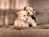 0 Numr morkie bebeklerimiz