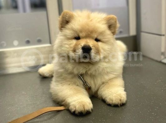 Üst Kali̇te Chow Chow Yavrulari