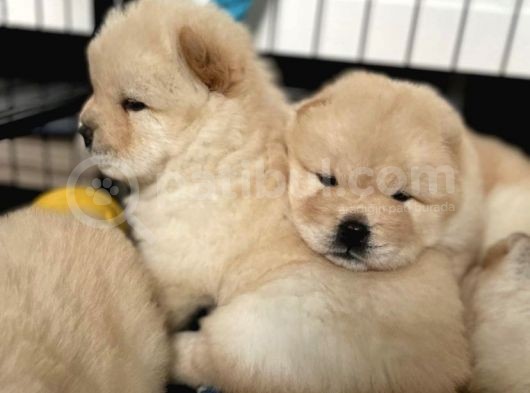 Üst Kali̇te Chow Chow Yavrulari görsel