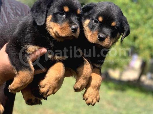 Koca Kafa Macar Rottwei̇ler Yavrulari görsel