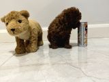 Kore Kan Teacup Dişi  Erkek 850 Gram 2 Buçuk Aylık