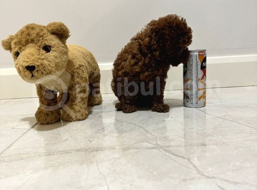 Kore Kan Teacup Dişi  Erkek 850 Gram 2 Buçuk Aylık görsel