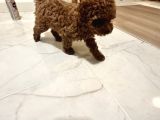 Kore Kan Teacup Dişi  Erkek 850 Gram 2 Buçuk Aylık