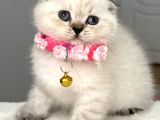 Dişi Dünya Güzeli Boncuk Gözlü Bebemiz