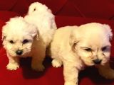 Teacup Maltese Terrier Bebekler