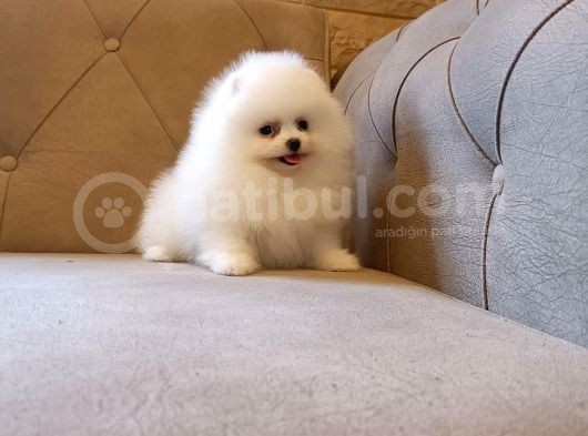 Teddy Bear Garantili Eşsiz Güzellikler görsel