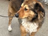 Köpeğimizi Arıyoruz