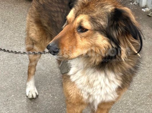 Köpeğimizi Arıyoruz görsel