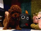 Kore Kan Poodle Mini Yavrular